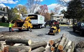 How Our Tree Care Process Works  in  Haledon, NJ