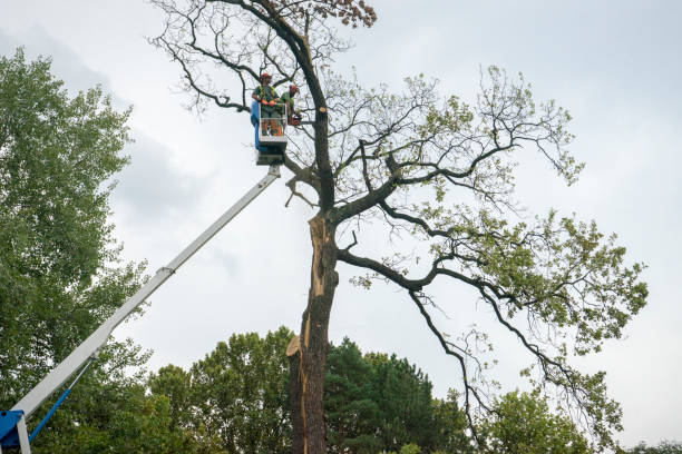 Best Fruit Tree Pruning  in Haledon, NJ
