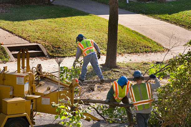 Best Tree Risk Assessment  in Haledon, NJ
