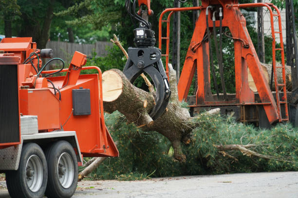Trusted Haledon, NJ Tree Removal Experts
