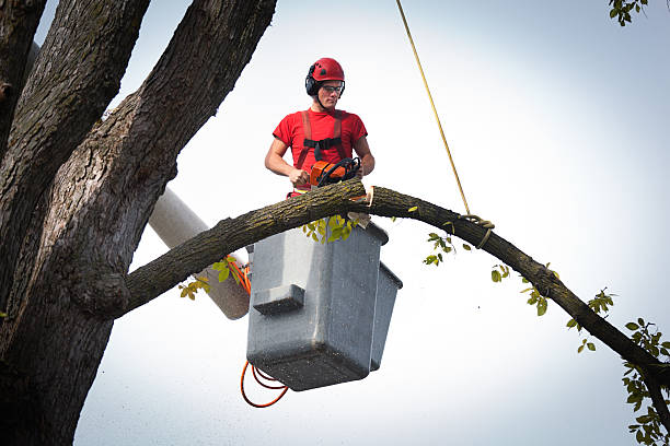 Best Arborist Consultation Services  in Haledon, NJ